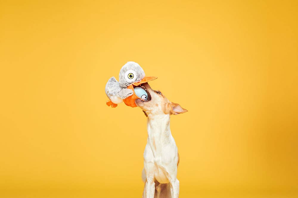 BARK Big Bill & The Beak-A-Boo Fish