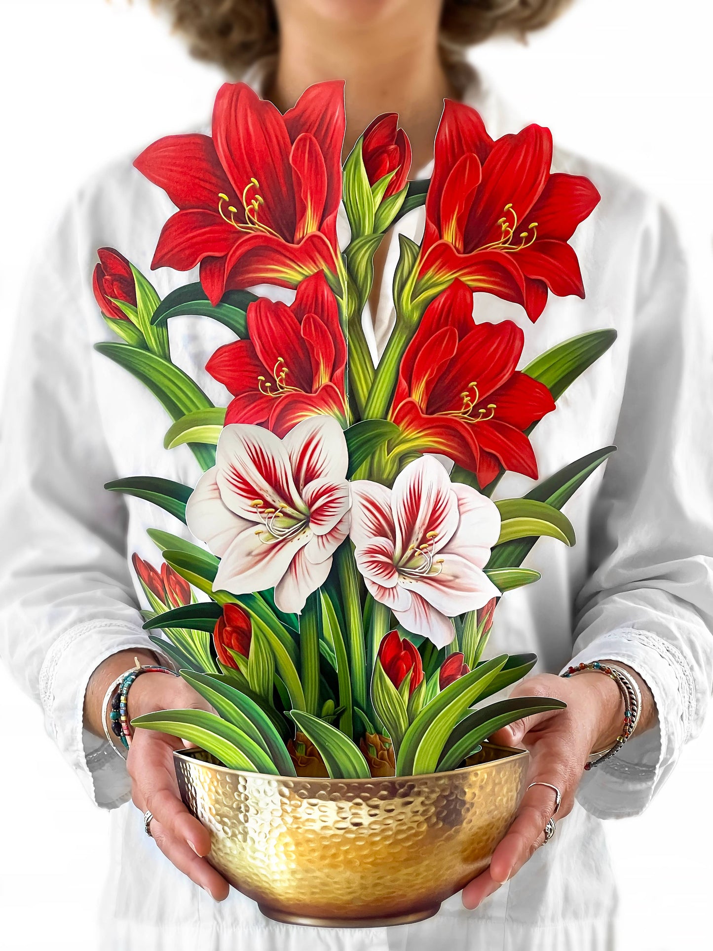 Scarlet Amaryllis (8 Pop-up Greeting Cards)