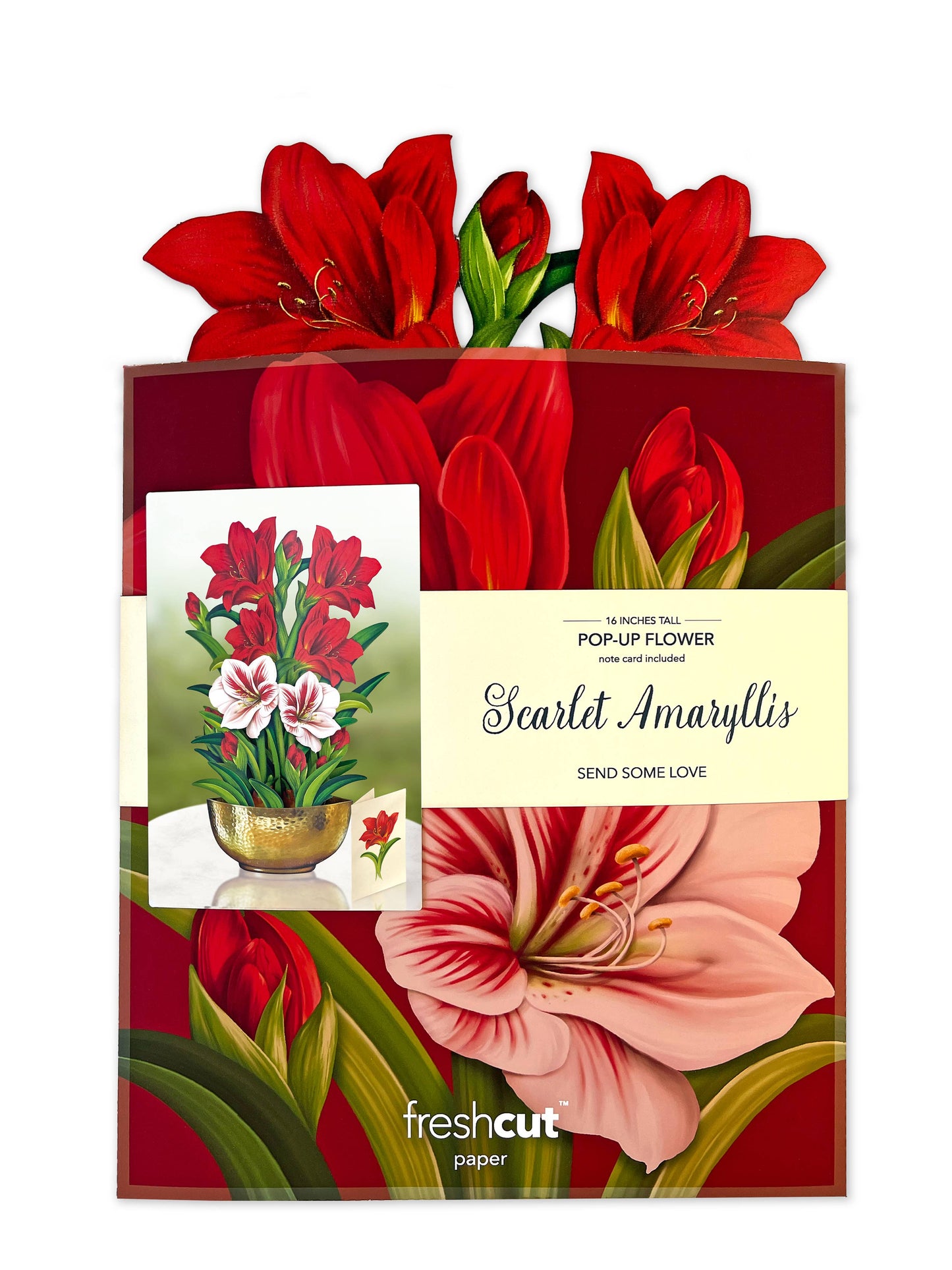 Scarlet Amaryllis (8 Pop-up Greeting Cards)