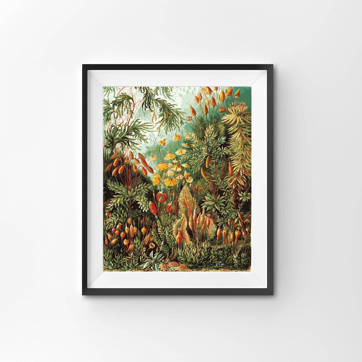 Muscinae by Ernst Haeckel – Nature & Science Paint by Number Kit