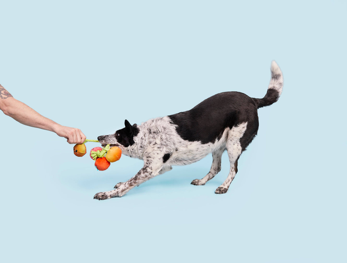 Hairloom Tomato Vine Dog Toy – Squeaky Plush with T-Shirt Rope for Tug