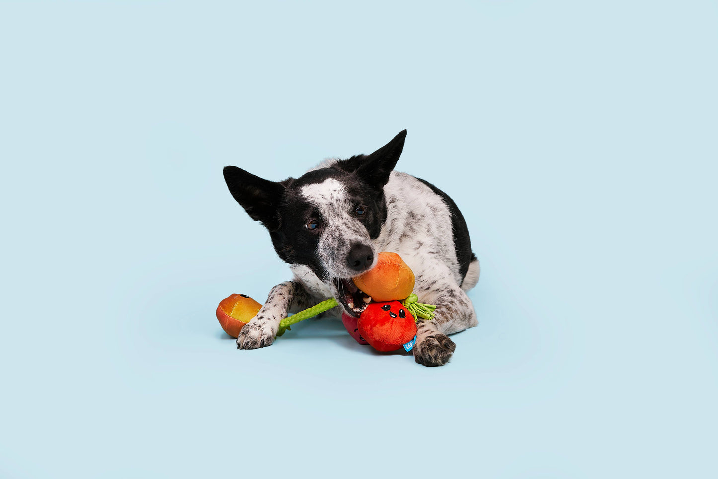 Hairloom Tomato Vine Dog Toy – Squeaky Plush with T-Shirt Rope for Tug
