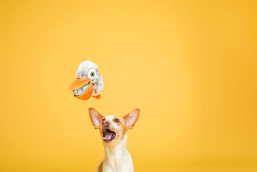 BARK Big Bill & The Beak-A-Boo Fish