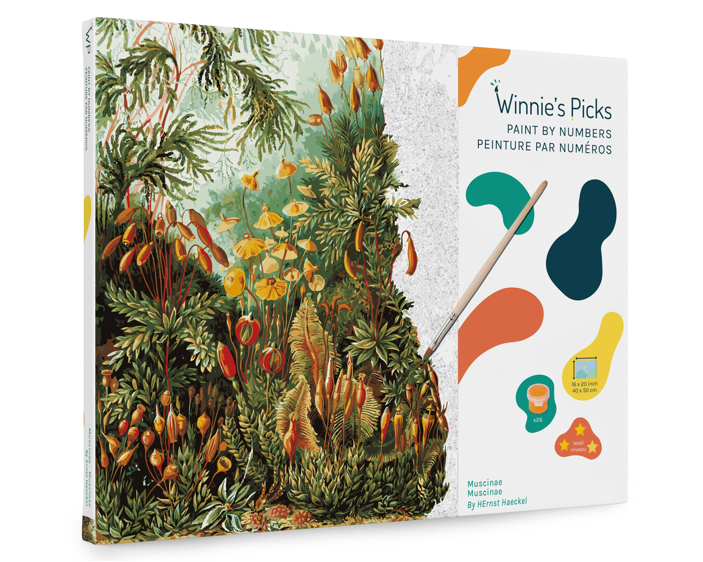 Muscinae by Ernst Haeckel – Nature & Science Paint by Number Kit