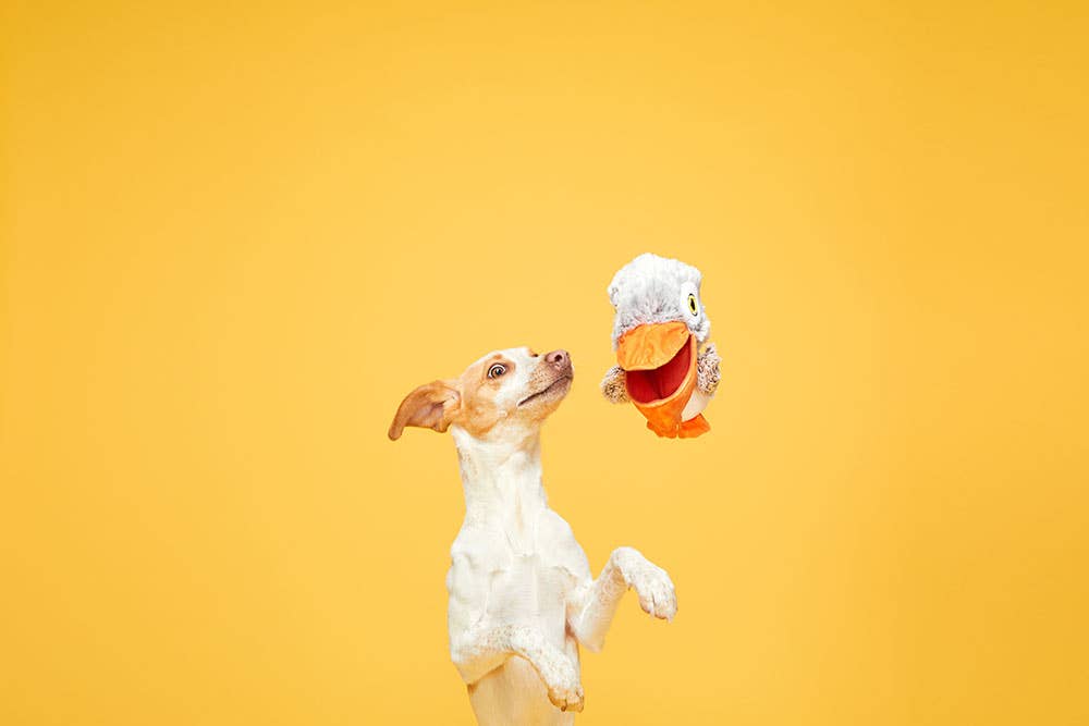 BARK Big Bill & The Beak-A-Boo Fish