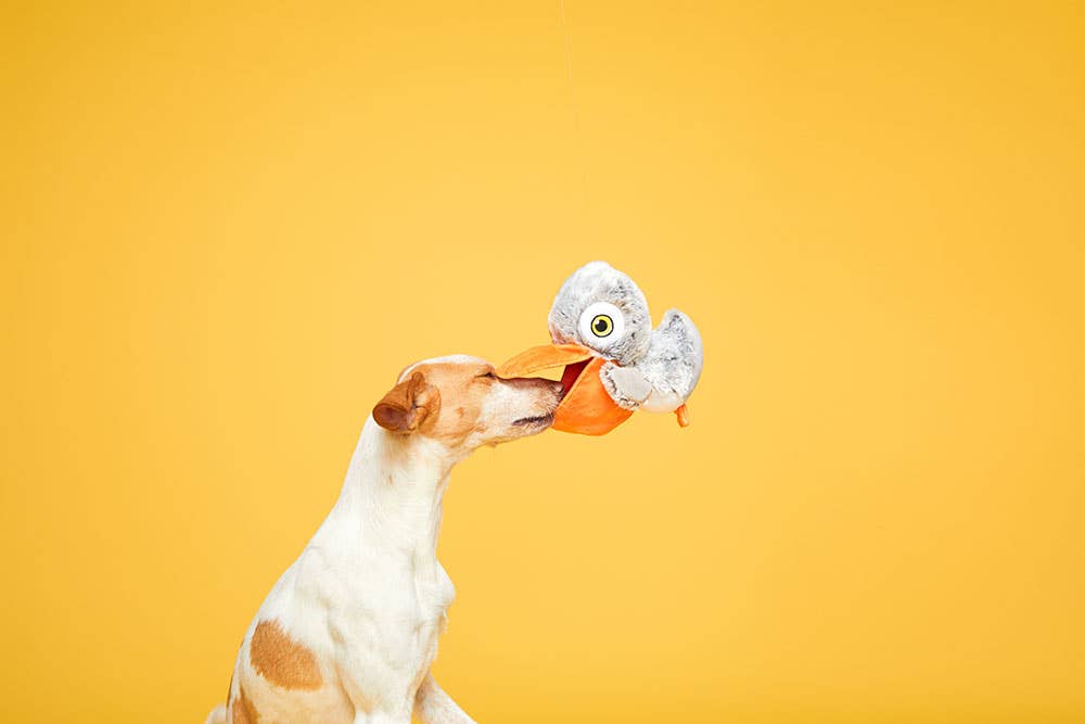 BARK Big Bill & The Beak-A-Boo Fish